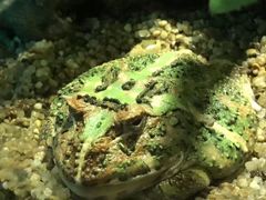 -暹罗海洋世界