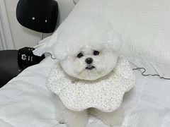 -萌宠之家·腊肠犬·马尔泰·小体犬舍