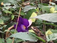 -海南热带雨林国家公园吊罗山景区