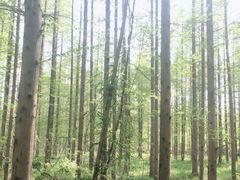 -崇明东平国家森林公园烧烤房车露营地