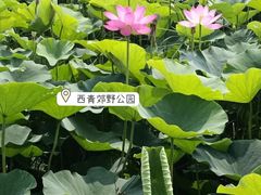 -西青郊野公园