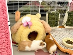 -立德动物医院·异宠·CT·鹦鹉(天河店)