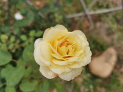 -福建鲤鱼洲酒店