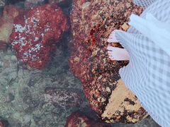 -西涌国际滨海旅游区