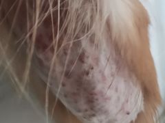 -美联众合宠物医院·爱萌分院·内外科·猫科中心