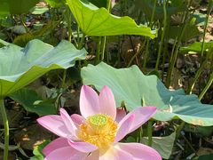 -莲花池公园