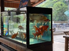 -鲤鱼塘农家山庄