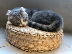 -猫儿山۰猫主题餐厅