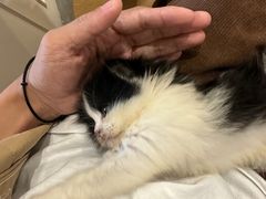 -楼上猫咖(罗湖店)