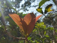 android_upload_pic-广州市流溪河国家森林公园