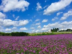 -紫颐香薰山谷景区