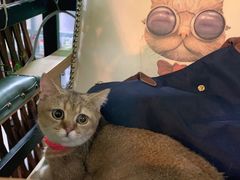 -李小姐の猫咖啡馆(五角场店)