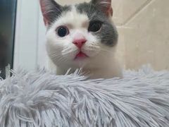 -柚子猫舍·精品猫舍购猫·猫咪认养·购宠·宠物店