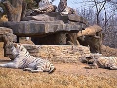 -北京野生动物园