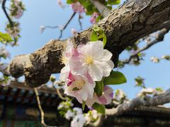 -颐和园