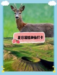 -麦粒鸟亲子游