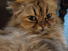 -猫小院猫主题餐厅(南锣旗舰店)