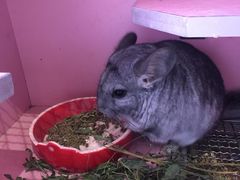 -藦茜花园宠物主题亲子互动体验馆(国顺东路店)