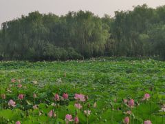 -东郊湿地公园
