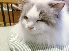 -CAT’S MEWSTAR CAFE·喵星球猫屋(晴湾咖啡店)