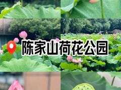 -陈家山荷花公园