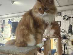 -平行世界·猫咖(首经贸店)