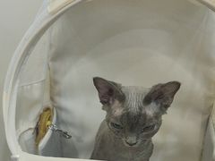 -美联众合动物医院·24h京西诊疗中心