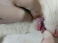 android_upload_pic-瑞派·关忠动物医院(国瑞店)