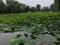 -北陵公园