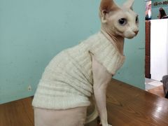-猫小院猫主题餐厅(三里屯店)