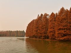 -上海海湾国家森林公园