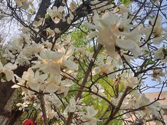 -启明东润幼儿园(东润园)