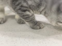 -佳雯宠物医院·皮肤科·内外科(春晓路分院)