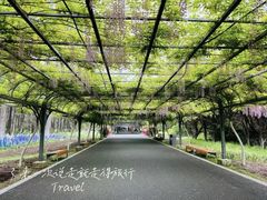-东平国家森林公园