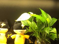 -梵猫·新养生(加州广场店)