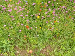 -青岛银沙滩温德姆至尊酒店