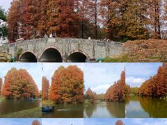 -中国科学院华南植物园