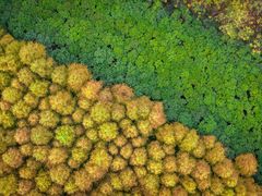 -黄海国家森林公园