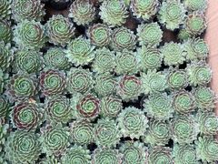 -海吉星国际农产品物流管理有限公司