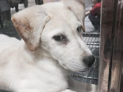 -1013 PET SHOP 宠物商店(近铁城市广场店)