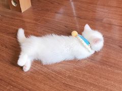 -派特宠物医院(海岸城店)