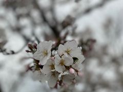 -嘉定紫藤园
