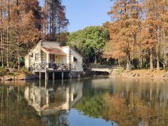 -上海共青森林公园