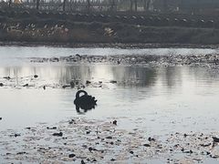-微山湖红荷湿地景区