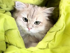 -纳吉亚猫专科动物诊疗中心(蒋宅口分院)