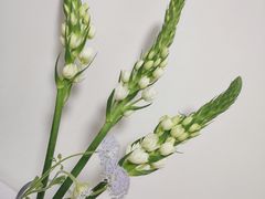 -双季花艺园艺市场(浦东店)