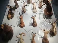 -浙江自然博物院(杭州馆)