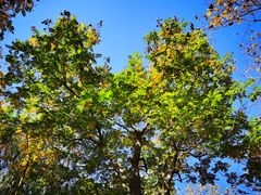 -大兴滨河森林公园