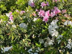 -梧桐山风景名胜区