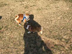 -趣玩宠物乐园寄养训犬训狗游泳池